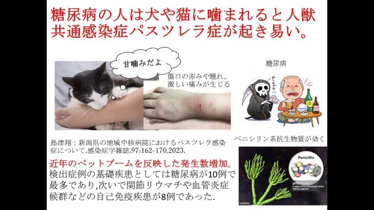 糖尿病の人は犬や猫に噛まれると人獣共通感染症パスツレラ症が起き易い。