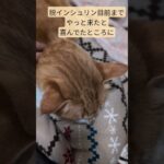 #ネコ #糖尿病猫 #うちの猫 まじか…全部寒波のせい