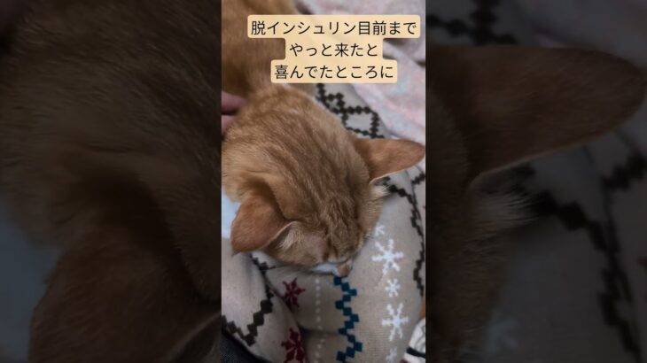 #ネコ #糖尿病猫 #うちの猫 まじか…全部寒波のせい