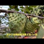 糖尿病人想吃释迦果别慌，搞懂功效和吃法就放心