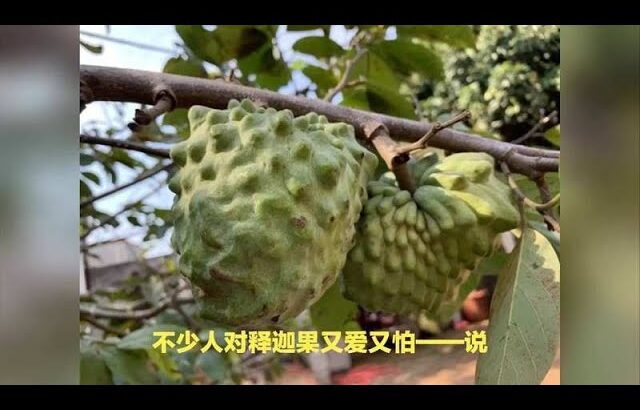 糖尿病人想吃释迦果别慌，搞懂功效和吃法就放心