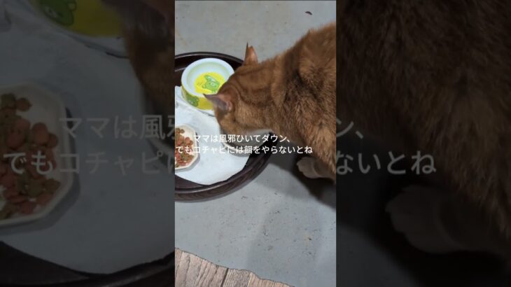 ママは風邪ひいてダウン、でもコチャピには餌をあげないと #猫のいる暮らし  #糖尿病網膜症  #元野良猫