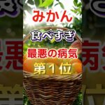【1位は糖尿病じゃない⁉】みかん食べ過ぎで最悪の病気に#健康 #雑学 #開運 #知恵 #医学 #名言