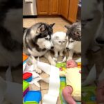 Baby’s First Hydroponic Discovery: The Magic of NFT! 🌱💦