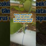 “Busuk Batang Melon NFT: Penyebab & Cara Atasinya (Wajib Tahu!)” #melonhidroponik