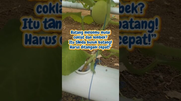 “Busuk Batang Melon NFT: Penyebab & Cara Atasinya (Wajib Tahu!)” #melonhidroponik