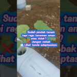Ciri Adaptasi Berhasil vs Gagal Setelah Pindah Tanam Melon NFT