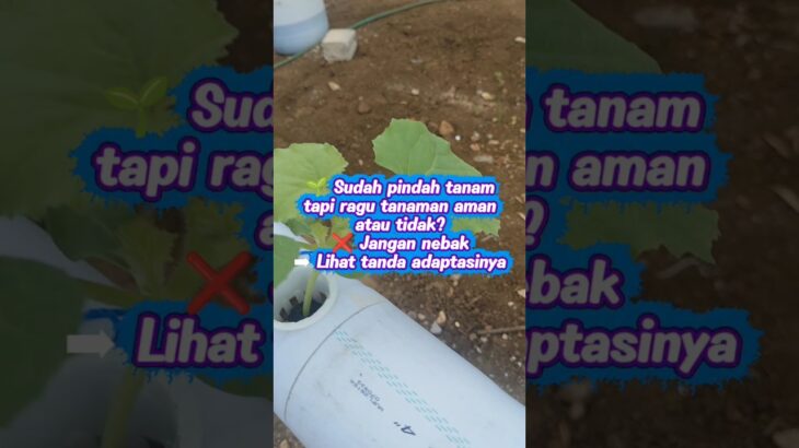 Ciri Adaptasi Berhasil vs Gagal Setelah Pindah Tanam Melon NFT