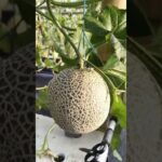 Fujisawa#Melon#Hidroponik#nft