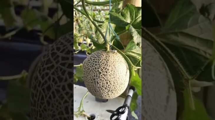 Fujisawa#Melon#Hidroponik#nft