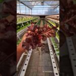 HYDROPONICS NFT SYSTEM PREMIUM QUALITY LETTUCE CULTIVATION 😍 🍁 🍂 🍃 🍀 🥬