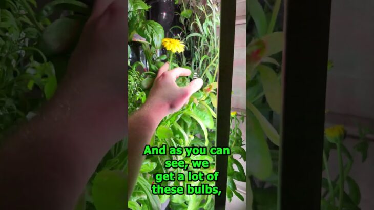 How NFT Hydroponics Work 💧🥬