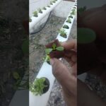 👉 💧🥬 MI PRIMER CULTIVO DE LECHUGA EN NFT | HIDROPONÍA PASO A PASO | RESULTADOS REALES 🌱🔥
