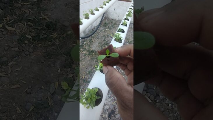 👉 💧🥬 MI PRIMER CULTIVO DE LECHUGA EN NFT | HIDROPONÍA PASO A PASO | RESULTADOS REALES 🌱🔥
