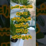 تطور مذهل! شاهد نمو الخس في نظام NFT خلال 30 يوم فقط 🔥🌱