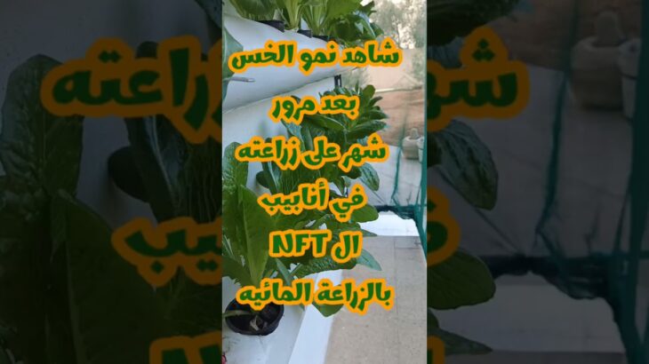 تطور مذهل! شاهد نمو الخس في نظام NFT خلال 30 يوم فقط 🔥🌱