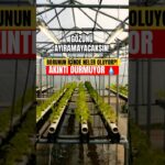 NFT Borularında Su Akarken Bitkiler Nasıl Böyle Büyüyor? #hidroponik #topraksiztarim #yapayzeka #ai