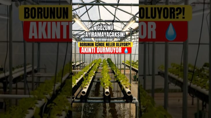 NFT Borularında Su Akarken Bitkiler Nasıl Böyle Büyüyor? #hidroponik #topraksiztarim #yapayzeka #ai