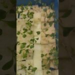 🌱 NFT Hidroponik: Aliran Tipis, Rezeki Mengalir, Ikhtiar Kecil Bernilai Besar ✨