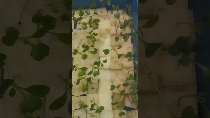 🌱 NFT Hidroponik: Aliran Tipis, Rezeki Mengalir, Ikhtiar Kecil Bernilai Besar ✨