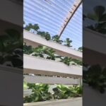 NFT Hydroponic Strawberries in Greenhouse | Fresh, High-Yield Growing System #agritech