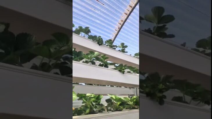 NFT Hydroponic Strawberries in Greenhouse | Fresh, High-Yield Growing System #agritech