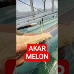 PEMBERSIHAN  akar melon hidroponik NFT