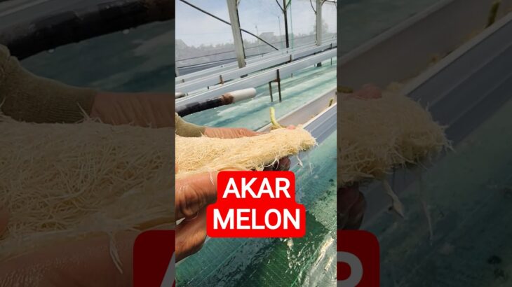 PEMBERSIHAN  akar melon hidroponik NFT
