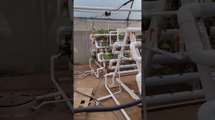 Remodelación de invernadero hidropónico con pirámide NFT #hidroponia
