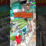 Review Sistem Hidroponik NFT #amirulfarming #hidroponik #nftsystem #berkebun #urbanfarming