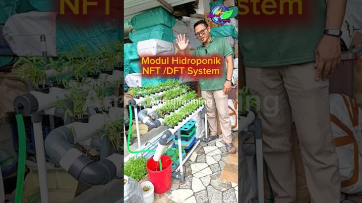 Review Sistem Hidroponik NFT #amirulfarming #hidroponik #nftsystem #berkebun #urbanfarming