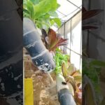 Sistema NFT en pirámide