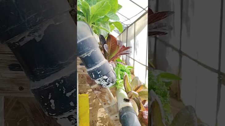 Sistema NFT en pirámide