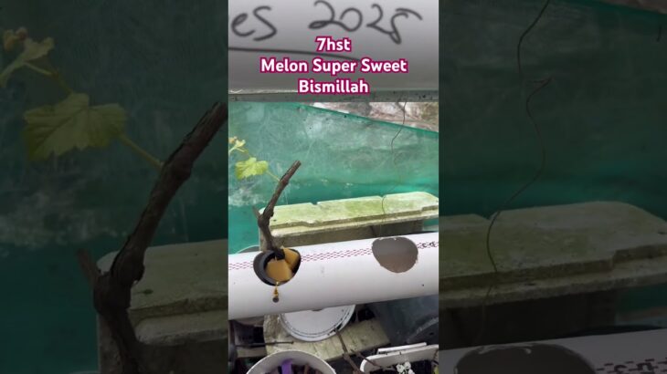 Ujicoba tanam melon super sweet hidroponik NFT #Bismillah