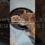 コチャピの水分少ないかなと感じて！チュールを #cat  #糖尿病網膜症  #元野良猫 水分多めにしました