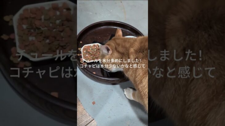 コチャピの水分少ないかなと感じて！チュールを #cat  #糖尿病網膜症  #元野良猫 水分多めにしました