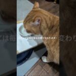コチャピは毎日寝る位置か変わります #元野良猫 #糖尿病網膜症 #cat #猫のいる暮らし