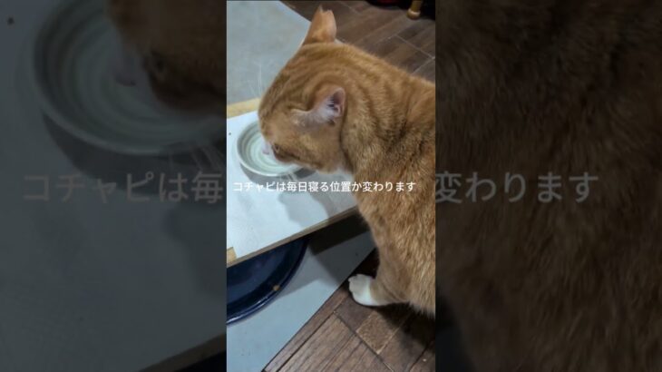 コチャピは毎日寝る位置か変わります #元野良猫 #糖尿病網膜症 #cat #猫のいる暮らし