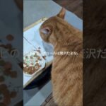 コチャピのチュールは贅沢だよな #元野良猫 #糖尿病網膜症 #cat #猫のいる暮らし