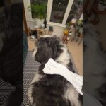 eat em up eat em up he’s nft