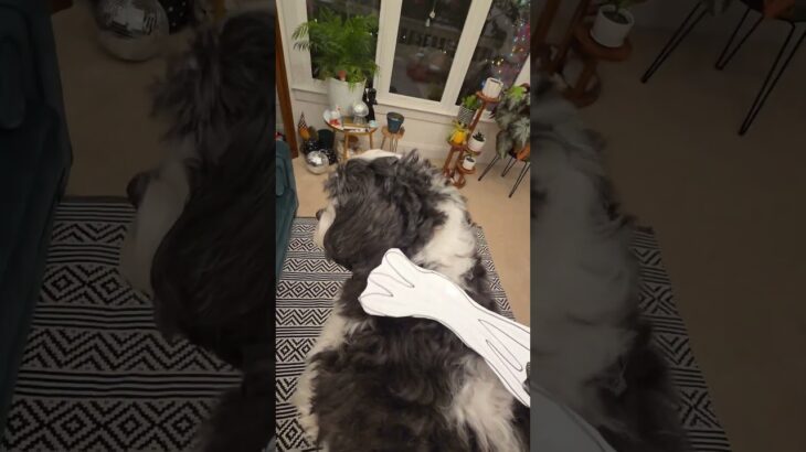 eat em up eat em up he’s nft