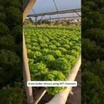 lettuce cultivated in NFT systems