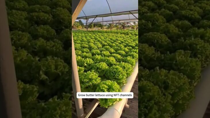 lettuce cultivated in NFT systems