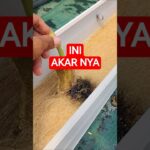 penampakan AKAR MELON HIDROPONIK NFT