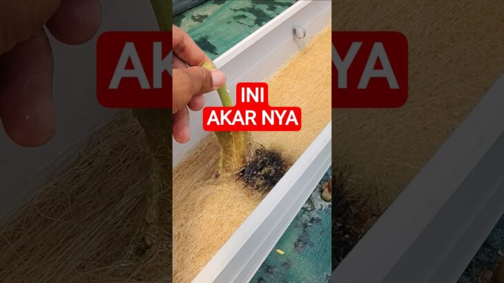 penampakan AKAR MELON HIDROPONIK NFT