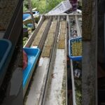 pindah ke rak semai, oksigen bagus pertumbuhan mantap #hydroponics #farming #nft