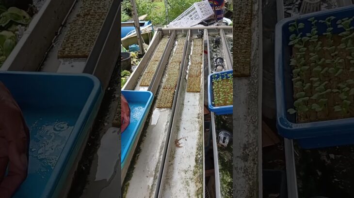 pindah ke rak semai, oksigen bagus pertumbuhan mantap #hydroponics #farming #nft