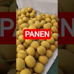 sepil hasil panen melon hidroponik NFT