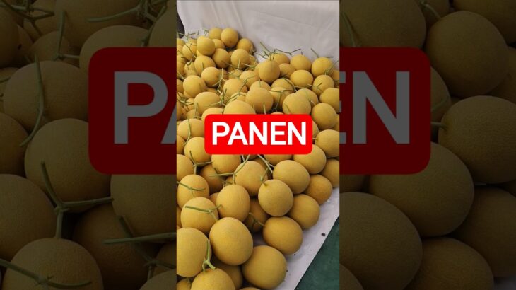 sepil hasil panen melon hidroponik NFT