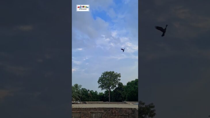 #shorts #trending #fyp #foryou #viralvideo #quran #tilawat #nft #treasurenft #earn